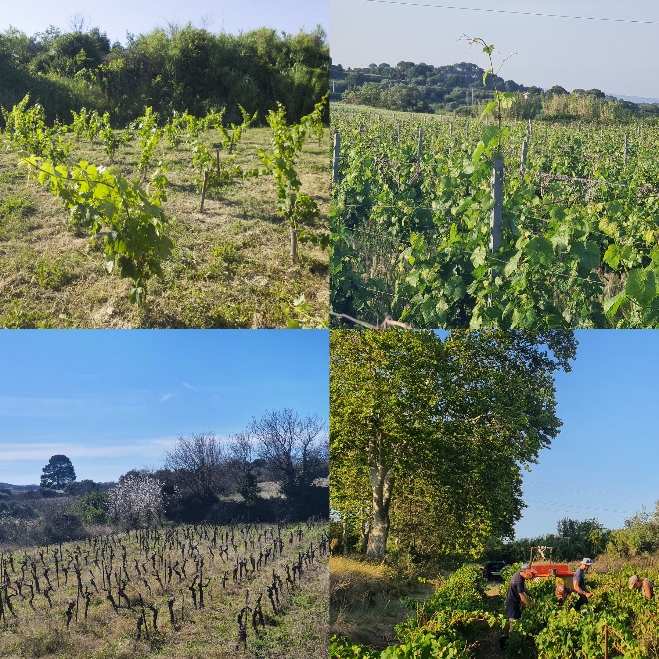 Le vigneron